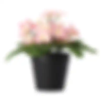 Madeliefje in pot 20cm 4ass