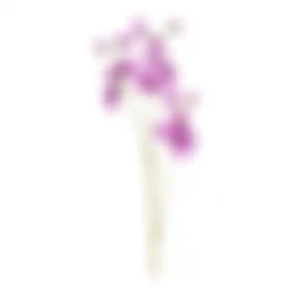 Lathyrus op steel paars 60cm