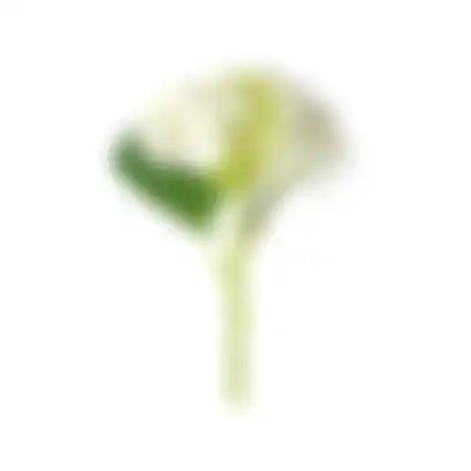 Hortensia 31cm wit