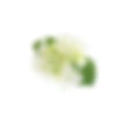Hortensia 31cm wit