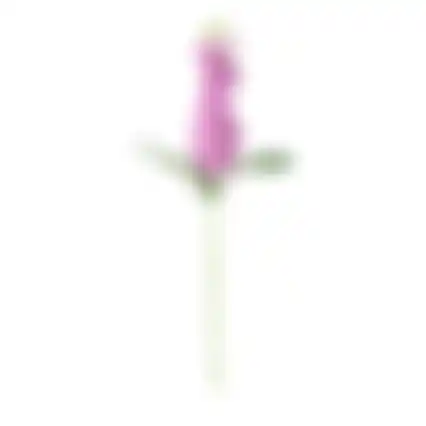 Ridderspoor 51cm lila