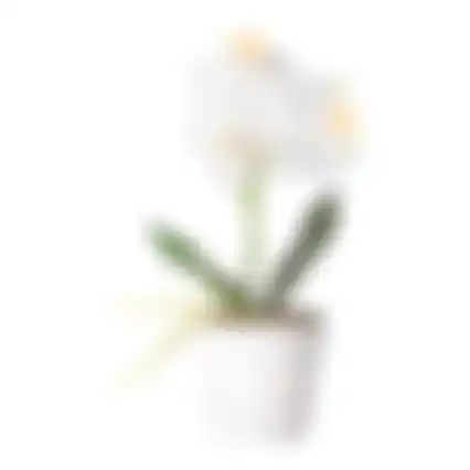 Phalaenopsis in pot wit roze perzik 3 ass