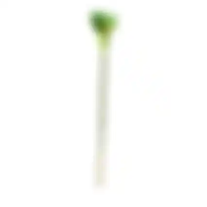 Calla enkel 67cm groen