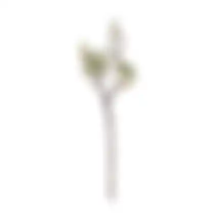 Magnolia enkel 55cm groen