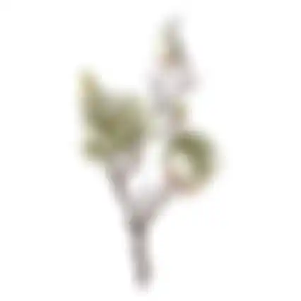 Magnolia enkel 55cm groen