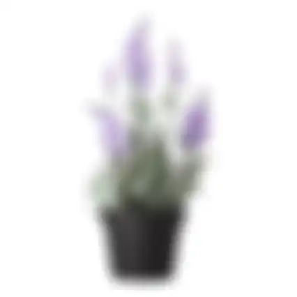 Lavendel in pot 25cm 3ass