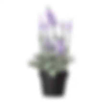 Lavendel in pot 25cm 3ass