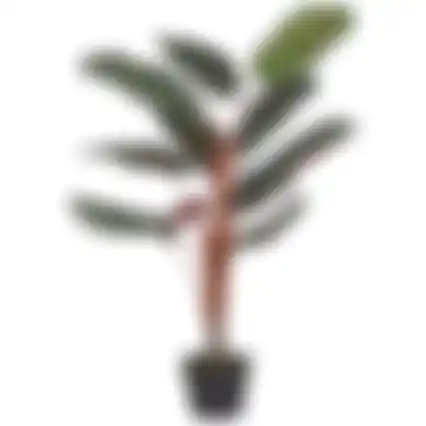 Calathea roseopicta in pot 90cm