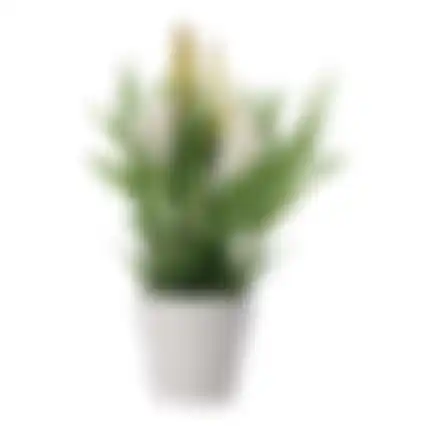 Plant in pot 20cm 4ass