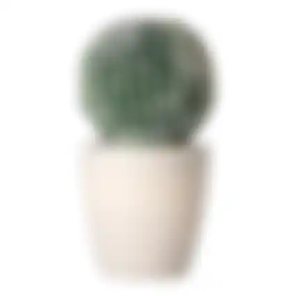 Plant cactus deco 19cm ass