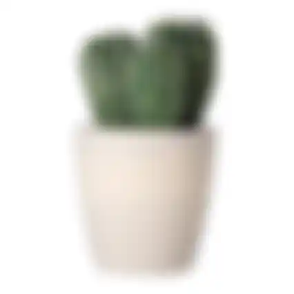 Plant cactus deco 19cm ass