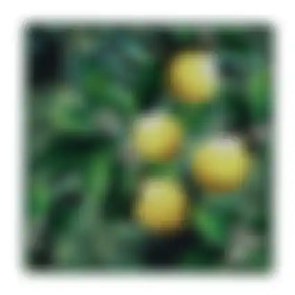 Onderzetter vierkant citrus 15cm 6ass nc