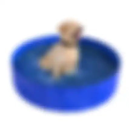Zwembad hond blauw
