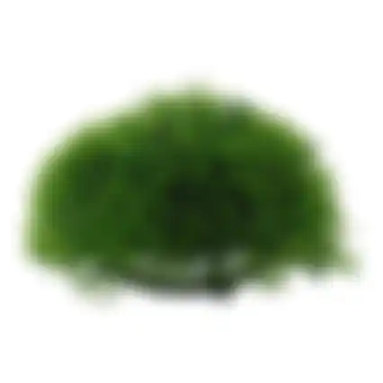 Plant aquarium halve mosbal 12cm