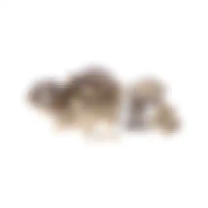 Hamsterkooi Galaxy