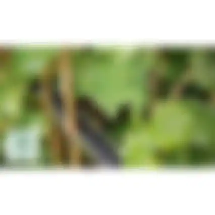 Heggenschaar UniversalHedgePole 18 BareTool
