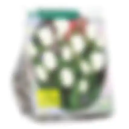 Tulipa Purissima Fosteriana per 20