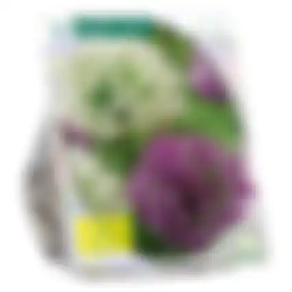 Allium Giant mix per 3