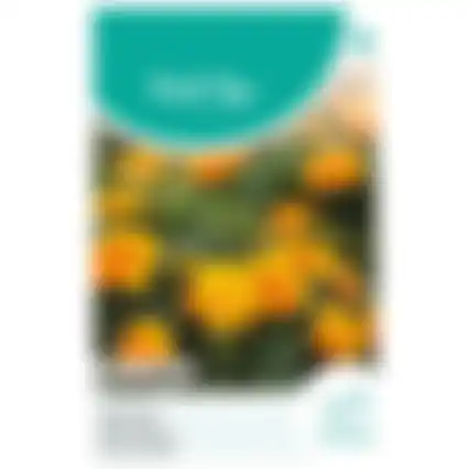 HT Tagetes lage Afrikaan petite harmony