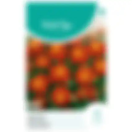 HT Tagetes lage Afrikaan Carmen