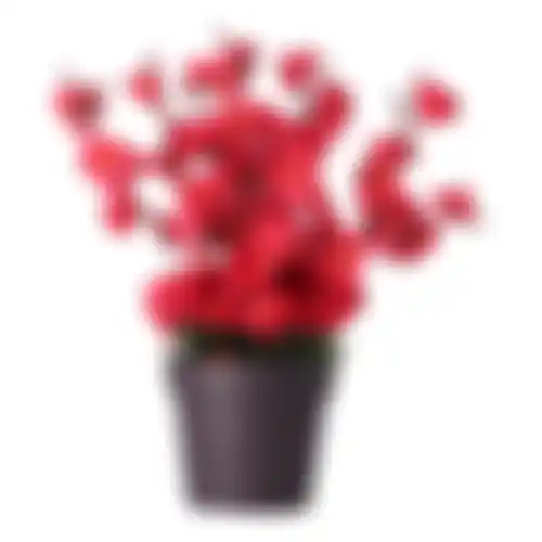 Plant bloessem ass