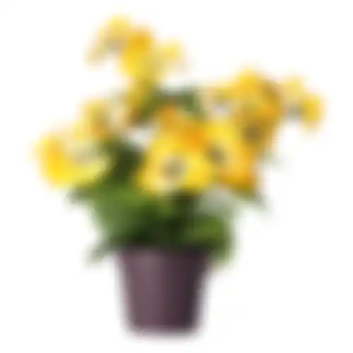 Plant viooltjes 4ass