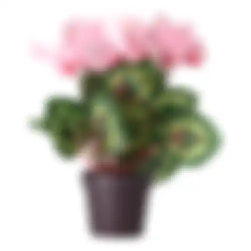 Plant cyclaam 4ass