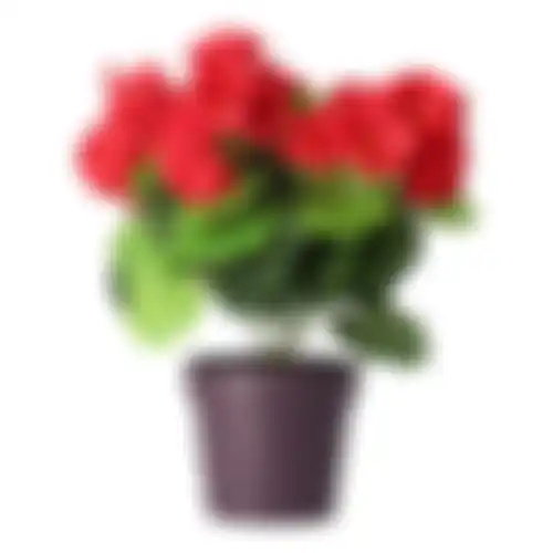 Plant B 4ass