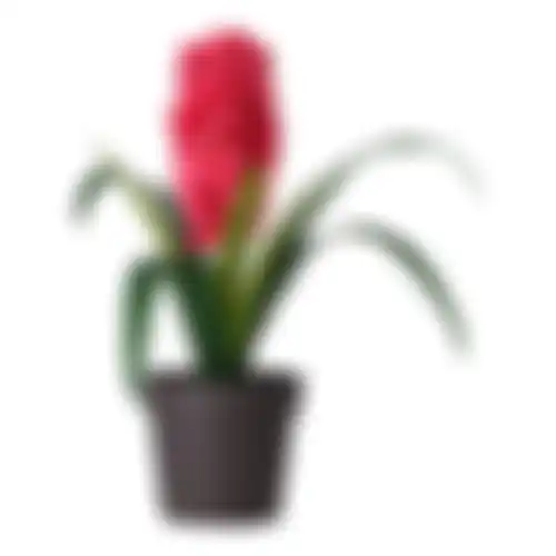 Plant C 4ass