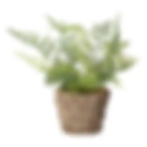 Varen in mand donkergroen 26x10cm