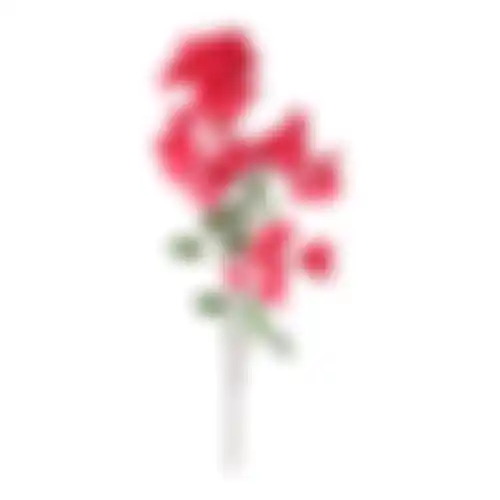 Bougainville fuchsia 100cm