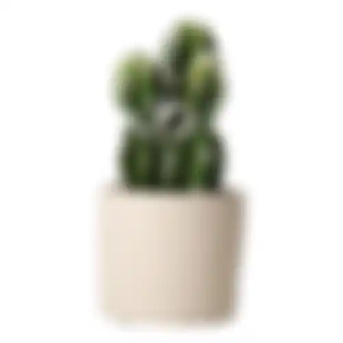 Cactus+pot 15cm BGH008