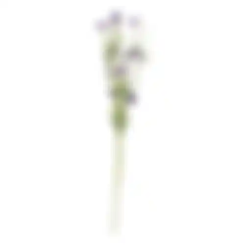 Tak bloemen Aleide paars