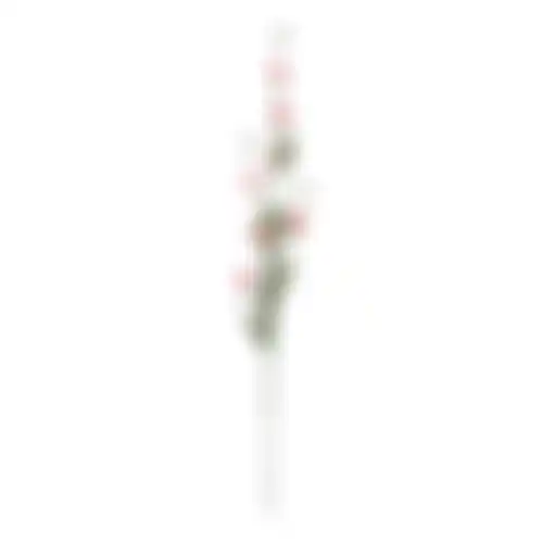 Tak bloemen Anita Rose