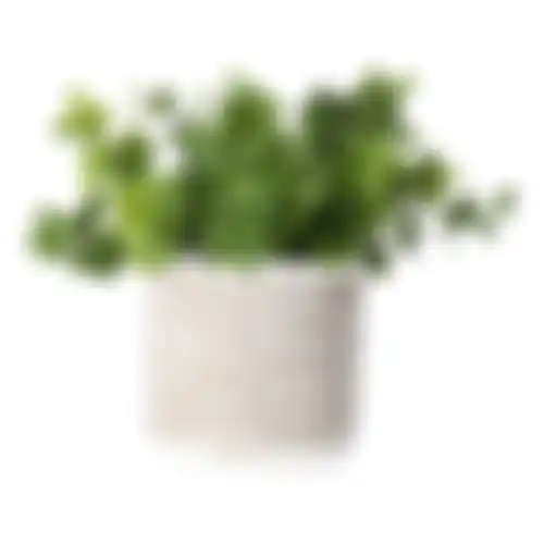 Plant in pot Ryan 17cm 3ass