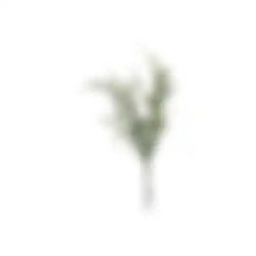 Lavendel 52cm wit