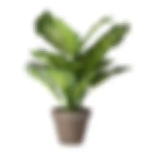 Dieffenbachia in pot grijs 40x30cm