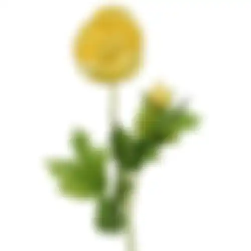 Ranonkel geel 57cm
