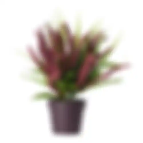Plant K 30cm