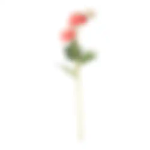 Bloem zinnias roze 61cm