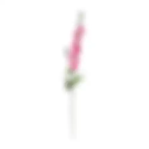 Bloem Delphinium fuchsia 78cm