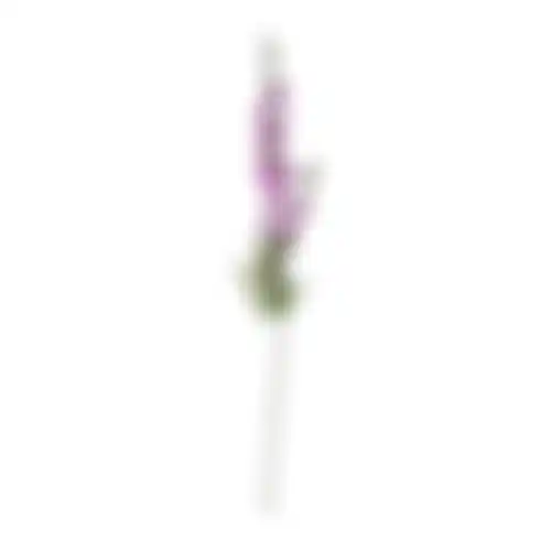 Bloem Delphinium paars 78cm