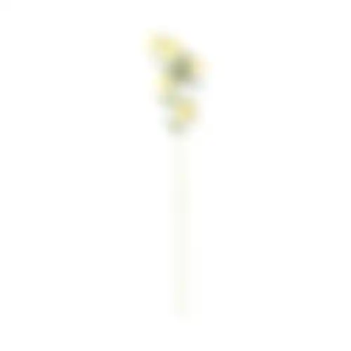 Bloem Ranunculus geel 70cm