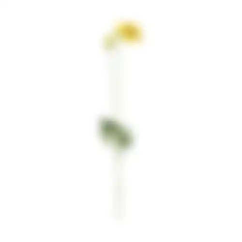 Bloem Poppy geel 60cm