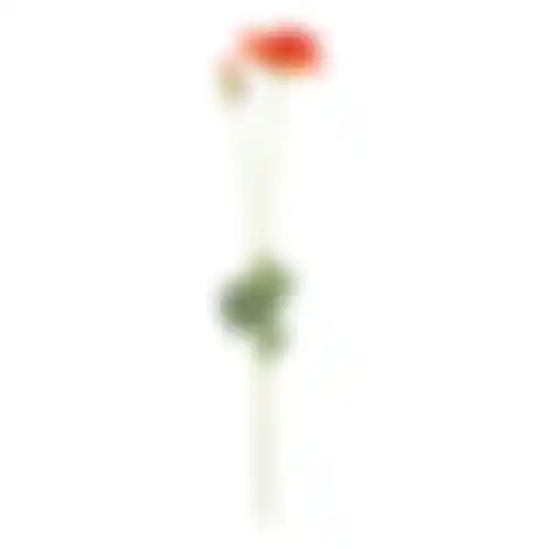 Bloem Poppy oranje 60cm