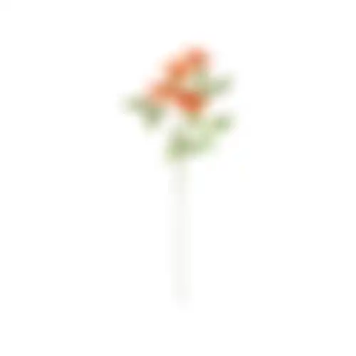 Bloem Honeysuckle oranje 75cm