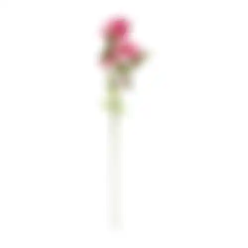 Bloem Honeysuckle fuchsia 75cm