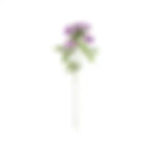 Bloem Honeysuckle paars 75cm