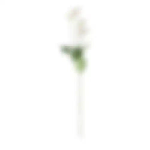Bloem Poppy wit 59cm