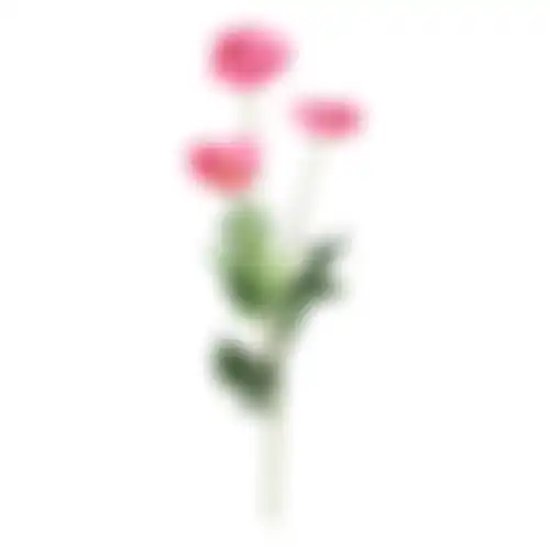 Bloem Poppy fuchsia 59cm